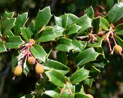 Image result for Berberis darwinii