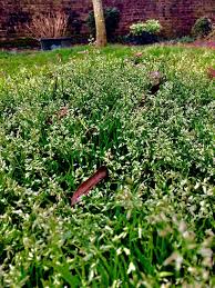 Image result for Poa annua