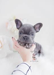 A fun image sharing community. Blue And Tan French Bulldogs Teacup Puppies Boutique