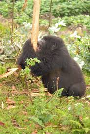 Image result for Crassocephalum ducis-aprutii