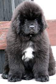 Beautiful Big Fluffy Dogs Newfoundland Dog Puppy Newfoundland Puppies
