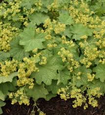 Image result for Albertisia exelliana