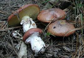Jest szeroko rozprzestrzeniony, występuje na całej półkuli północnej na obszarach o. Maslak Zwyczajny Suillus Luteus Atlas Nagrzyby Pl