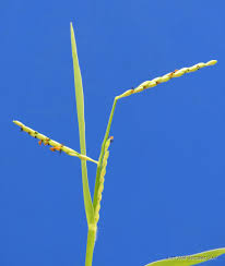 Image result for Urochloa comata