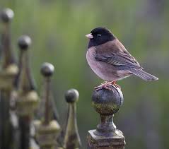Common Birds Of Cape Cod Dark Eyed Junco Pretty Birds Backyard Birds Beautiful Birds