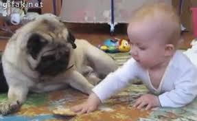 The 28 Most Adorable Animal Attacks On Kids Funny Animals Funny Animal Videos Kittens Funny