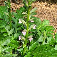 Image result for Acanthaceae