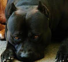 Pitbull Terrier Black And Blue Eyes Midnight Black Handsome Shiny Strong Those Eyes Are Amazing Love An All Black Pitbull Dogs Dog Breeds Pitbull Dog