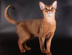Abyssinian Kittens for Sale - Felines4us