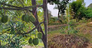 Triple tree planting method merupakan satu kaedah menanam tiga pokok durian sekaligus yang sudah lama di praktikan di negara jiran iaitu tha. Kalau Tanam Anak Pokok Durian Di Rumah Ikut Cara Penjagaan Ini Supaya Pokok Hidup Subur Berbuah Vanilla Kismis