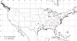 Image result for Panicum heterostachyum