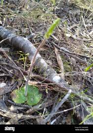 Image result for Holothrix villosa