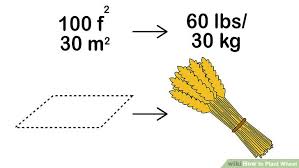 How To Plant Wheat 13 Steps With Pictures Wikihow