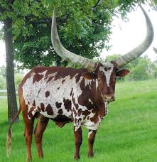 Ramaphosa enlisted the services of morne de la rey, a vet and director of embryo plus, a company that specialised in embryo flushing and transfers from donors to surrogates. Ankole Watusi Wikipedia