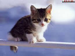 Chatons Trop Mignons Fond D Cran Chat Fond Ecran Chat Wallpaper Chat Wallpapers Chat Kittens Cutest Cute Animals Baby Animals
