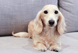 Pale English Cream Longhaired Dachshund Cream Dachshund Blonde Dachshund Dachshund
