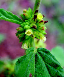 Image result for Waltheria indica