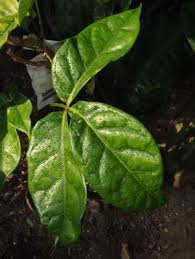 Image result for Crateva eminens