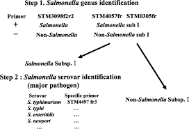 Multistate outbreak of salmonella enteritidis infections linked to ground beef (final update). Comparison Of Salmonella Enterica Serovar Typhimurium Lt2 And Non Lt2 Salmonella Genomic Sequences And Genotyping Of Salmonellae By Using Pcr Applied And Environmental Microbiology