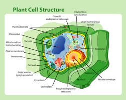 We did not find results for: Differences Similarities Between Plant Animal Cells Video Lesson Transcript Study Com