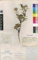 Image result for Vernonia adoensis