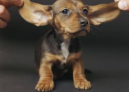 Those big dog ears also have more muscles than human ears: Big Eared Puppy Dogperday Cute Puppy Pictures Dog Photos Cute Videos Holistic Pet Care