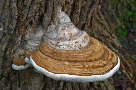 Image result for Ganoderma applanatum