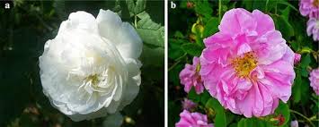 Keep your fresh cut flowers hydrated and. Valorization Of Wastes From The Rose Oil Industry Springerlink