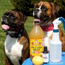 6 Ways To Naturally Prevent And Get Rid Of Fleas On Dogs Flea Remedies Fleas Medication For Dogs