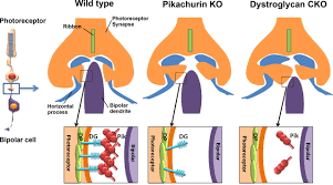 Presynaptic Dystroglycan–Pikachurin Complex Regulates the Proper Synaptic  Connection between Retinal Photoreceptor and Bipolar Cells | Journal of  Neuroscience