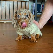 Maybe you would like to learn more about one of these? Dachshund Puppies For Sale Dachshund Puppies For Sale