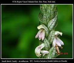 Image result for Justicia betonica