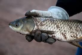 SRP cleans out Arizona Canal in Glendale