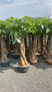 Image result for pachira obrázek