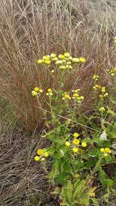 Image result for Helichrysum foetidum