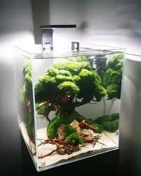 Old Tree Ini Nano Shell 30 X 30 X 25 Cm Old Tree Cm Ini Nano Panze Ini Nano Panze Shell Tree In 2020 Aquarium Betta Aquarium Cool Fish Tanks