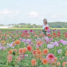 Bunga dahlia is on facebook. 10 Potret Keindahan Ladang Bunga Dahlia Saat Musim Panas Di Belanda