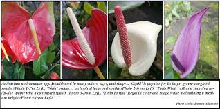 Crop Of The Month Anthurium Nihopeku