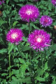 Image result for Vernonia centaureoides