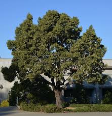 Image result for Acacia melanoxylon