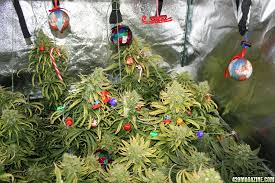 Christmas trees are also vulnerable to fungal pathogens and their resultant illnesses such as root rot. Share Your Cannabis Christmas Tree Pics Ho Ho Ho 420 Magazine