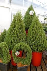 See more ideas about topiary trees, topiary, boxwood topiary. How To Keep A Holiday Topiary Alive Csmonitor Com