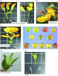 Maybe you would like to learn more about one of these? Botanical Description Of Pigeonpea Cajanus Cajan L Millsp Springerlink