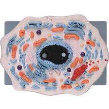 Check out our animal cell model and explanation to understand what makes these cells distinct. Animal Cell Model For School Teaching Buy Animal Model Animal Cell Model Cell Model Product On Alibaba Com
