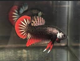 Imbellis Betta Fish Copper Pair Male And Female 20 00 One Day Shipping In 2020 Betta Fish Betta Fish