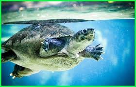 For more information and source, see on this link : Hewan Di Air Dan Darat Hewan Hidup Di Air Darat Hewan Air Darat Hewan Yang Hidup Di Air Tawar Adalah Hewan Yang Hidup Di Water Turtle Animals Turtle Images