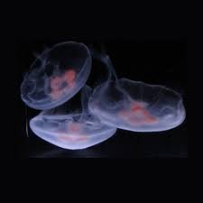A happy moon jellyfish will have hundreds of tiny fringe tentacles at the edge of the bell, and four mouth arms in the center. Jellyfish Ocean Life Jellyfish For Sale Pet Jellyfish Jellyfish