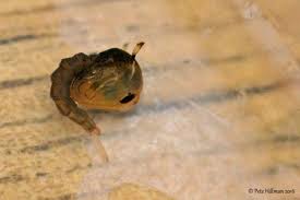 Ini dia 4 fase daur hidup nyamuk dan cara untuk memutusnya agar rumah tetap aman. 4 Tahap Daur Hidup Nyamuk Dan Pencegahannya Di Rumah