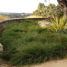 Image result for Carex