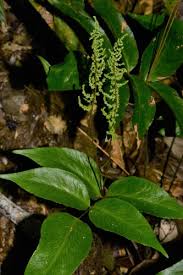 Image result for Anemiaceae